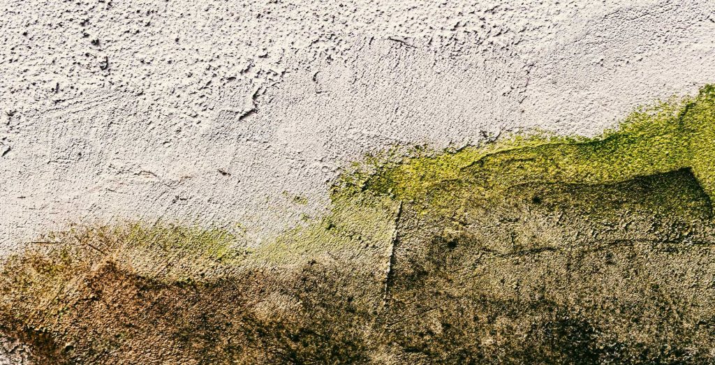 Removing Algae from Render & Exterior Walls