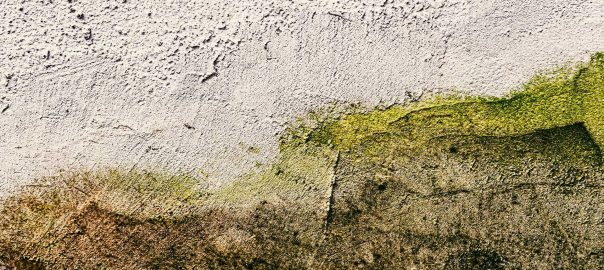 Wall-Render-Algae-Washing
